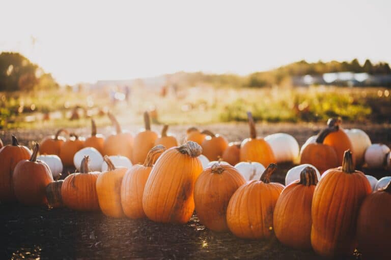 Explore Temecula in the fall